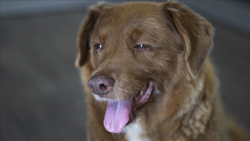 Bobi, the long-lived dog who inspired our standards