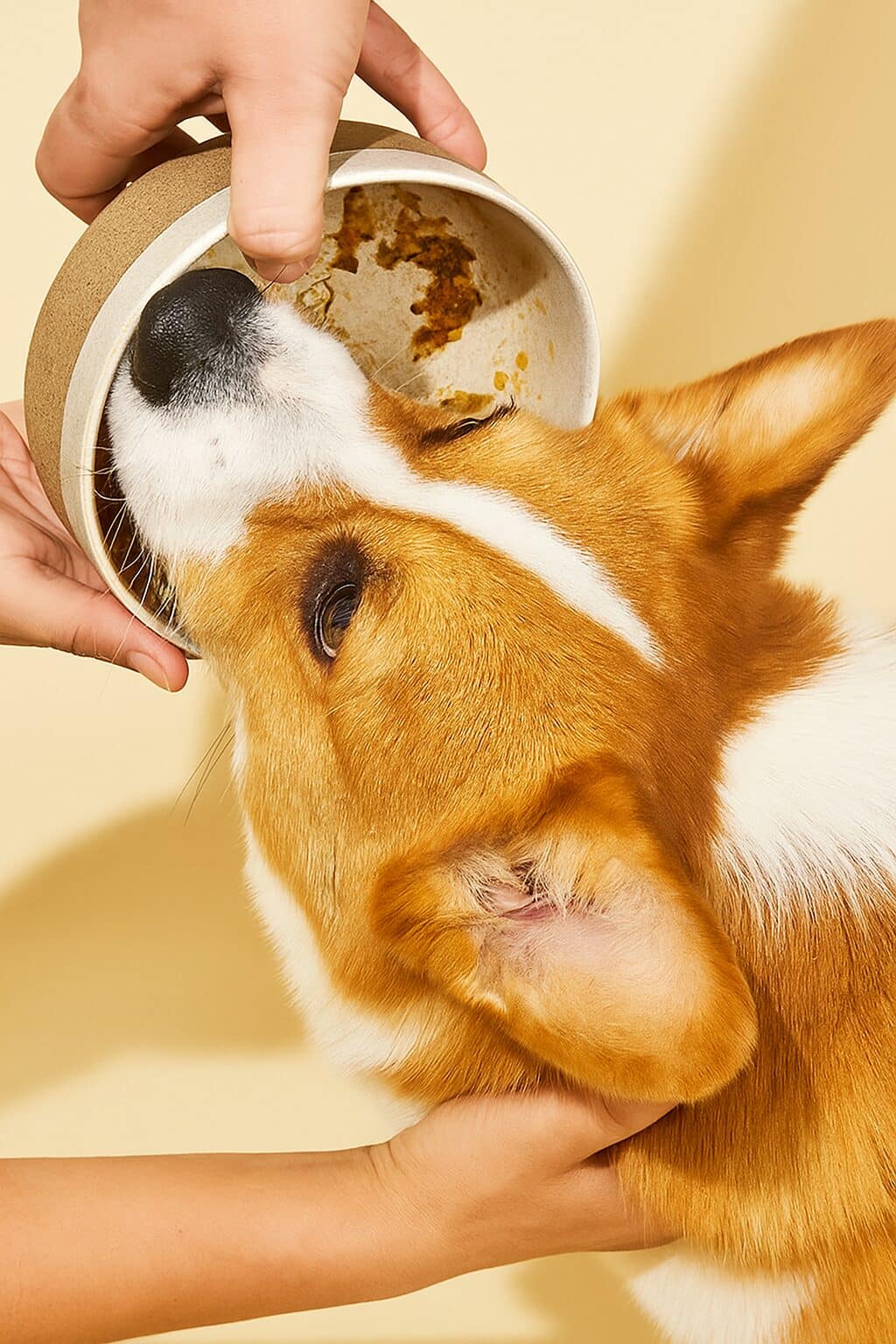 Happy corgi tucking into a fresh Bobi’s Bowl meal