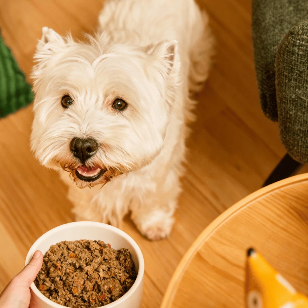 Dalmatian with Bobi’s Bowl fresh meal